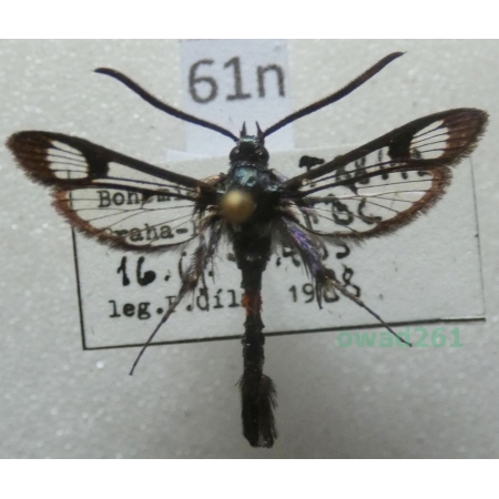 Synanthedon myopaeformis (Borkhausen, 1789) Czech61n